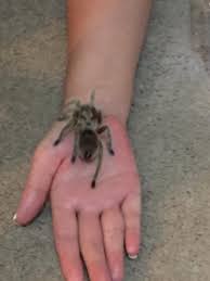 We've compiled the best and most popular tarantula names, cute and funny names, as well as name ideas for both male and female tarantulas. My Pet Tarantula Tawny Spiders