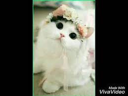 Kata kata kucing lucu new calendar template site. Wallpaper Kucing Imut Lucu 2 Youtube