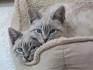 Lynx Point Siamese Cat