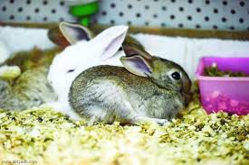 The skelebunny, or skeleton bunny, originally cost 35c$ and was released on october 22nd. Pet Project Saudi Gazette