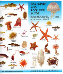 Sea Shore And Rock Pool Guide In 2019 Rock Pools Tide