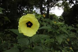 Image result for Azanza lampas