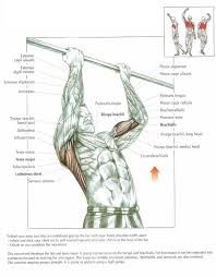 The Anatomy Of Chin Ups Exercise