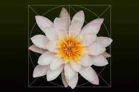 Scegliete i più adatti per il vostro giardino e il resto della casa per decorare in modo perfetto. Immagini Belle Acqua Natura Bianca Fiore Petalo Stagno Costruzione Geometria Giallo Loto Sacro Pianta Acquatica Flora Fiori Petali Ninfee Piante Acquatiche Ninfei Lago Rosa Pianta Fiorita Verde Scuro Acque Silenziose Biotopo