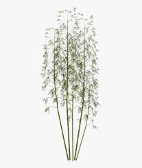 Front view of plant picea pungens baby blue eyes 1 tree png with alpha channel to cutout made with 3d render. Japanese Bamboo Plant Png Transparent Png Kindpng