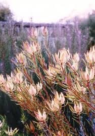 Maybe you would like to learn more about one of these? Leucadendron Salignum Australian Native Plants Nursery Plants 800 701 6517 Australian Native Plants Australian Flowers Australian Plants