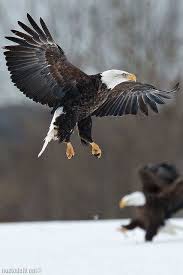 Birds That Look Like Eagles Pin By Doug Dewitt On Eagles With Images Eagle Pictures Bald Eagle Birds Of Prey