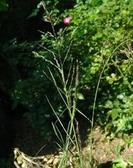 Image result for Eragrostis mildbraedii