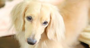 People often use dotson for original dog breed dachshund. White Dachshund Patterns And Color Combinations
