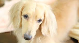 Dachshunds for adoption , small dog breeds , puppies near me for sale , puppies on sale , puppyfinder , puppies for adoption near me , dachshund breeders. White Dachshund Patterns And Color Combinations