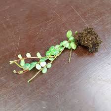 However, make sure not to prune it too much as it can damage the lushness and beauty of turtle strings plant. Peperomia Prostrata String Of Turtles Cuttings Sunnyplants Com