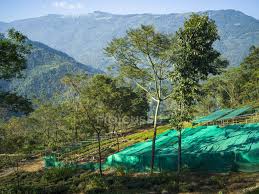 To manoj mehta of heavenly india, it was hosted by hetzner online gmbh and cloudflare inc. Glenburn Is A Heavenly Little Tea Plantation Retreat That Lies On A Hillock Above The Banks Of The River Rungeet High In The Himalayas West Bengal India Color Image Nature