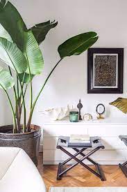Piante Casa Banano Decorazioni Vegetali Arredamento Piante Da Interni Piante Da Interno