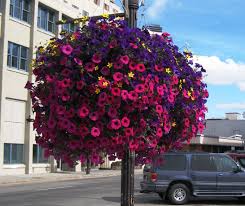 Check spelling or type a new query. Vibrant Hanging Baskets A Recipe For Success It Grows In Alaska