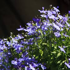 Le grand avantage de ces plantes est d'être aussi facile d'entretien qu'un. Lobelie Lobelia Culture Et Conseils D Entretien Des Fleurs