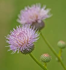 Image result for Cirsium