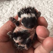 Algerian Black Hedgehog The True Black Hedgehog Pet Baby Hedgehog Cute Hedgehog