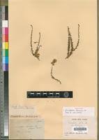 Image result for Eriocephalus microphyllus