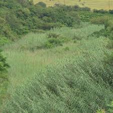 Image result for Phragmites mauritianus