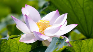Every client has a different vision, and we're meticulous. Water Plants Lotus Burke S Backyard