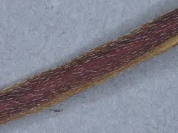 Image result for Indigofera dendroides