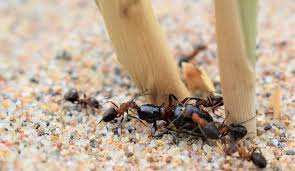 Take if you dream of biting someone or getting bitten, you wish that you could undo something that is past undoing. Dreams About Ants Meaning And Interpretation