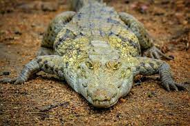 Meskipun sebagian besar bermakna buruk atau kurang baik, ada beberapa mimpi yang berkaitan mimpi dikejar buaya dengan mimpi digigit buaya memiliki hubungan dalam hal arti. Tafsir Mimpi Melihat Buaya Tak Melulu Tentang Pertanda Buruk Lo Semua Halaman Suar
