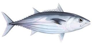 Maybe you would like to learn more about one of these? Mimpi Togel Ikan Tongkol