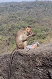 Sanjay Gandhi National Park (SGNP ...