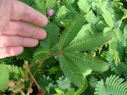 Pin Op Gardening