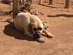 There are 2 males and 2 females at r1000 each. Boerboel Dog Breed Health Grooming Feeding Temperament And Puppies Petguide