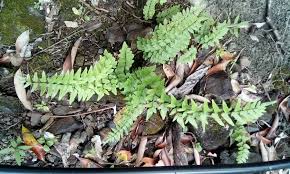 Image result for Cheilanthes viridis