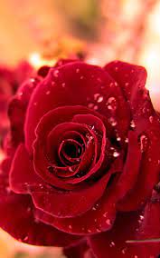 Here you can download the best. Best Wallpaper Of Red Rose 1200x1920 Wallpaper Teahub Io
