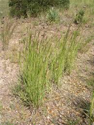 Image result for Heteropogon contortus