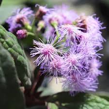 Image result for Bartlettina