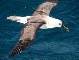 Atlantic Yellow-Nosed Albatross | Facts, pictures & more about Atlantic  Yellow-nosed Albatross