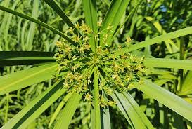 Image result for Cyperus deciduus