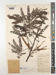 Image result for Entada abyssinica