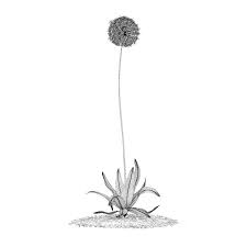 Allium Plant Allium Giganteum Giganteum Allium Giganteum Plants