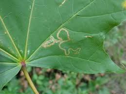 Image result for Stigmella aceris