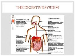 Feature update to windows 10 version 20h2 fail to. Digestive System Chapter Three Ppt Download