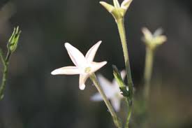 Image result for Turbina longiflora