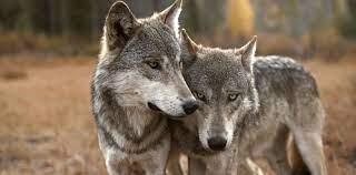 Header2 Wskyngs4 0394 Jpg 1600 790 Wild Dogs Animals Grey Wolf