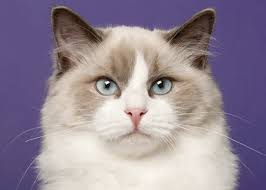 Ukpets found 15 ragdoll for sale in the uk. Ragdoll Cat Breed Info Heart Disease