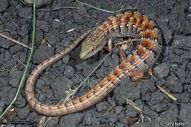 The crocodile monitor lizard is not from anywhere near southern california. Alligator Lizard Another Lizard That Was Found And Caught In My Backyard A While Ago Beautiful Animal Lizard Reptiles And Amphibians Amphibians