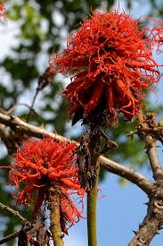Image result for Erythrina abyssinica