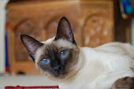 Derived from the wichianmat landrace, one of several varieties of cat native to thailand (formerly known as siam), the original siamese became one of the most popular breeds in europe and north america in the 19th. Do You Know How To Tell The Types Of Siamese Cat Apart Siamese Cat Spot