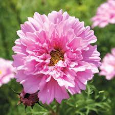 Cosmos Seeds Double Click Rose Bon Bon Packet Flower Seeds Flower Seeds Flower Background Iphone Flowers