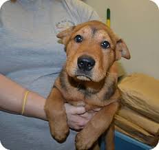 Chinese sharpei breed judging 2020. Chow Pei Shar Pei Chow Chow Mix Info Temperament Puppies Pictures