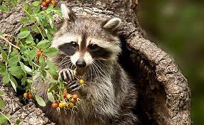 Most of us are familiar with the masked bandit we call the raccoon. Where Do Raccoons Live
